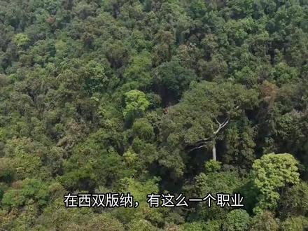 西双版纳的高空采蜜人 #科普知识#蜂蜜#大挂蜂#高空作业