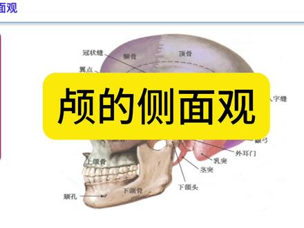 跟吴老师学解剖:颅骨侧面观,翼点。#医学科普 #命运的齿轮开始转动 #人体解剖学 #颅骨#翼点@骨科吴医生