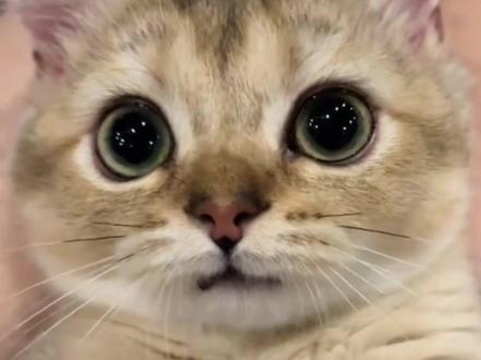 为什么会觉得猫咪特别可爱#萌宠 #猫咪 #养猫人 #宠物 #萌猫日常