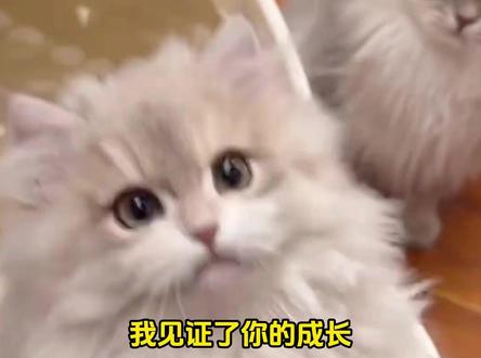 晚安,小猫宽宽,从此一别两宽#邓峰萌萌摔肿了 #邓峰家的猫 #小猫 #宠物