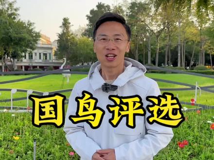 如果让你选,你会选择哪种鸟当国鸟呢?#鸟类 #国鸟评选 #丹顶鹤