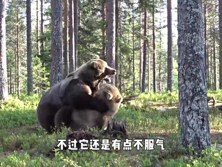 俄罗斯棕熊“越狱”出逃,怎料被猛男一脚“干翻”,熊:不讲武德 #棕熊 #动物 #奇闻 #野生动物 #狗熊