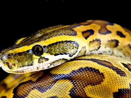 狮子为什么怕蟒蛇,不饿还是干不过蟒蛇?#动物世界#科学科普#蟒蛇#探索大自然#狮子