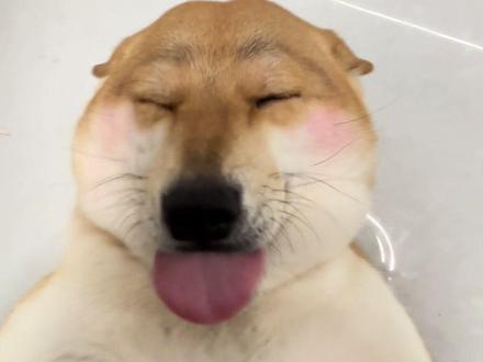 今天这期嘤嘤嘤是谁定制的#豆柴 #柴犬 #猪