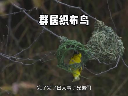 群居织布鸟,从开工到覆灭只需要一滴露水,太难了#神奇动物在抖音 #真实户外 #奇趣自然 #野生动物零距离