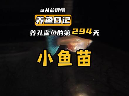 怎样快速带大小鱼苗,①②③就够了……还有什么?可以帮我补充一下
#观赏鱼 #水族 #孔雀鱼宝宝 #孔雀鱼 #鱼苗