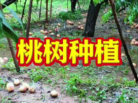 为什么你的桃子一下雨就裂果,一刮风就落果#桃树 #果树 #果树种植 #果园管理 #抖音助农
