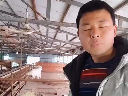 羊身上掉毛是怎么回事#养羊管理技术 #新农人计划 #原创作品