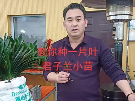 掌握正确的种苗方式很重要