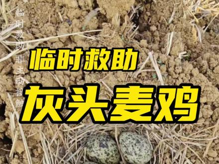 临危受命,紧急救助灰头麦鸡!母鸟弃窝了,朋友不得已送到我这里来,已经孵化10天了,也不知道是不是还活着,有没有懂行的朋友啊指点一下#救助灰头麦鸡 #野生动物救助保护