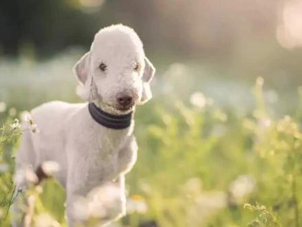 一分钟了解贝林顿犬#萌宠 #贝林顿 #贝林顿梗犬