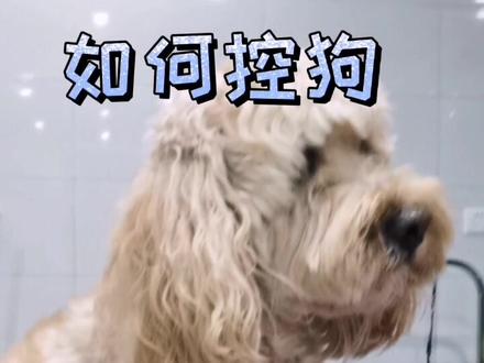 #控狗 #宠物 #狗狗 详细版教程来了,还学不会来找我@抖音小助手