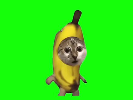 我的刀盾和比比拉布音频#猫meme素材#音频#音效