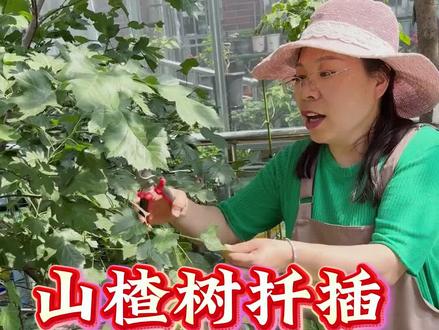 想种山楂树不用买,你这样做就有吃不完的山楂了 #种植小技巧 #养花小知识 #果树种植 #山楂 #山楂扦插 想种山楂树不用买,你这样做就有吃不完的山楂了