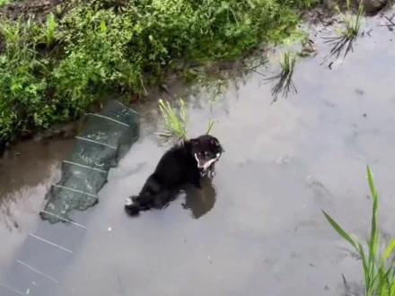 两个死对头碰面,就是一场硬战#怀疑狗生