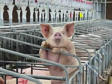 告别养殖场!未来吃肉不杀生 告别养殖场!未来吃肉不杀生,实验室里“种”出的猪肉,你敢吃吗?
#生物技术 #细胞培养肉 #食品安全 #科技创新 #可持续发展