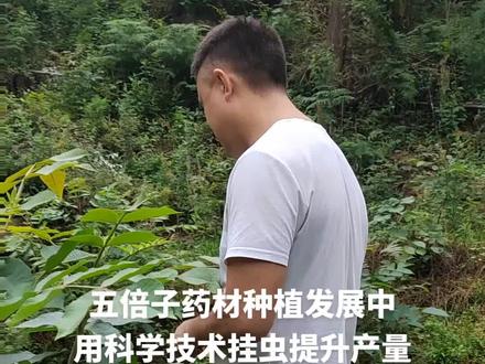 五倍子药材种植发展中,人工挂虫提升产量#支持三农扶持三农发展 #农业种植致富项目推荐 #新农人计划2023 #分享农业知识帮农民增产增收 #关注我每天为你分享更多农业知识
