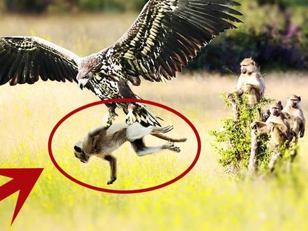 食猴鹰活吃猴子!将猎物撕碎后带回巢穴,谁知竟遭到树懒反击 #动物 #动物世界 #野生动物