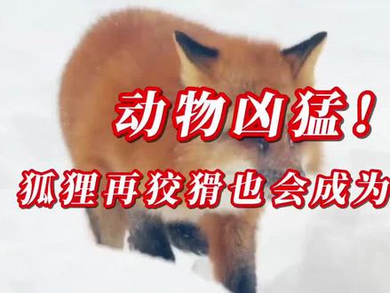 动物凶猛!狐狸再狡猾也会成为猎物 #野生动物 #奇妙的动物 #万物皆有灵性 #野生动物零距离 #科普一下