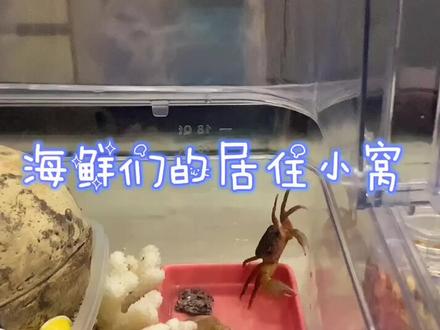 #寄居蟹 #螃蟹 饲养居住环境 #寄居蟹的家 #家有爬宠@DOU+小助手