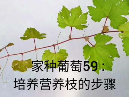 家种葡萄苗修剪方法,提高产量……#葡萄苗 #葡萄苗管理技巧 #盆栽葡萄苗