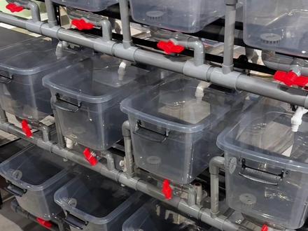 今天做的排缸加了溢流,大家还有什么好的建议可以说出来,我再做一个4.0出来。#排缸设计 #排缸教程 #养龟日常 #养鱼日记