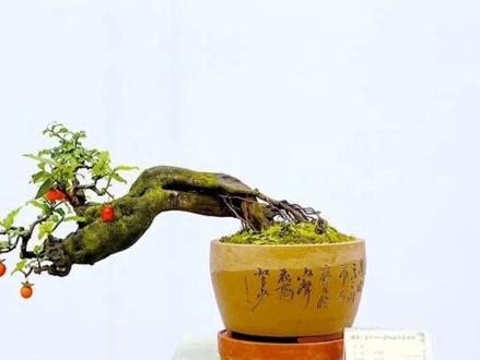 盆景制作技法——盆景植物的休眠期#盆景养护#盆景制作#盆景#涨知识