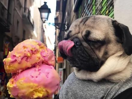 为什么狗狗无法拒绝''嘬嘬嘬''~~~#动物的迷惑行为 #抖in萌宠计划 #铲屎官的乐趣 #狗子成精了 #汪星人