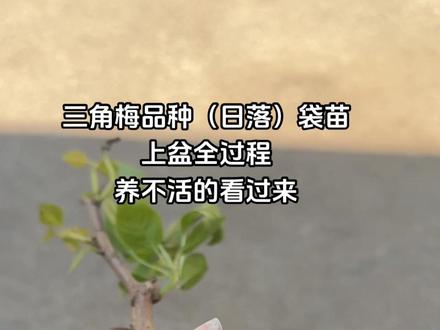 三角梅品种:日落🌇袋苗上盆全过程
1:选择比袋苗大两号的盆就可以,前期如果想打造高飘或者其他造型,可以先用这种透气多孔的塑料盆
2:对于袋苗是否剪掉商家自带的育苗袋,如果是新手,可以不剪或者把没有根的地方剪掉,我都是直接剪掉,说是不影响根系生长,我感觉多多少少还是会有点影响,所以我都是直接剪掉,但是也要看土球抱的紧不紧。不如果不紧土球容易散就不建议剪掉!
3:上盆时,原土球稍微高于新土一点,前期抬高一点种植避免闷根!后期服盆了就给它把土填平就可以!
4:先不使用任何肥料,夏季一周后看有没有服盆,冬季15天,如没有任何掉叶和叶子打蔫的情况,就说明服盆了,这个时候就可以给它施肥了,薄肥勤施!
5:配土:我就是百分之五十园土➕百分之三十普通营养土➕百分之十稻壳➕百分之十椰壳,这个配土疏松透气又保水!冬季温度低建议潮土上盆,干了在浇水,春夏季浇透放在阴凉通风处,避免阳光直射,服盆了就可以拿到散光处,一周后就可以直接全日照干透浇透就可以!
❗❗养花先养根,根系好了枝繁叶茂,想怎么造型都可以!希望能帮到您!#农村小院 #三角梅 #三角梅日落 #我的花花草草🌸🌸 #花园生活