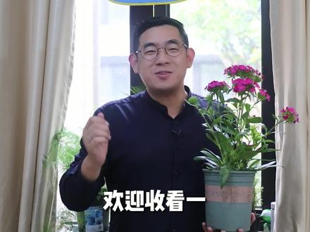 园艺师教你石竹怎么养#养花