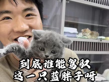 胖嘟嘟的小话唠也太可爱了吧#猫咪日常 #蓝猫宝宝 #洛阳猫咪
