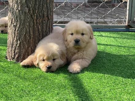 #幼犬如何喂养#金毛幼犬 #宠物狗桐桐家教大家如何喂养幼犬