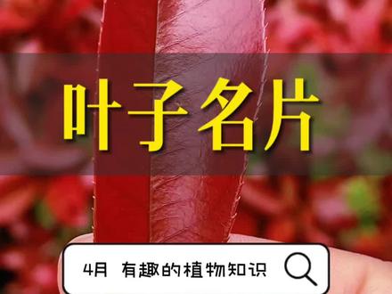 除了花,叶子也是植物的名片#大自然在我手中 #树叶姓名 #自然观察 #植物科普 #每天跟我涨知识