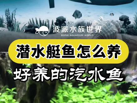 潜水艇鱼(暗绿鲀)饲养注意事项和方法!#潜水艇鱼 #潜水艇鱼好养吗 #汽水鱼 #暗绿鲀 #养鱼技巧 #波派水族世界 #黄岛区水族馆