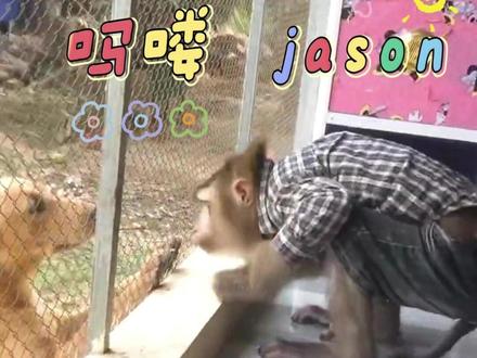 程序猿jason与好朋狗戴拉~ #monkeyjason #猴子jason #猴子和狗