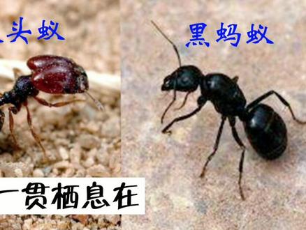 家里出现黑蚂蚁、黄蚂蚁、小蚂蚁等各种蚂蚁怎么办?怎么能彻底消灭蚂蚁!今天告诉你使用这个方法,只需轻松滴几滴,轻松消灭家里的蚂蚁#蚂蚁药 #蟑螂药蚂蚁药 #灭蚂蚁 #蚂蚁 #消灭蚂蚁 #除蚂蚁