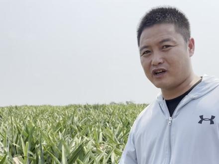 有芒果凤梨,晚上六点来哟!#芒果凤梨 #凤梨 #记录真实生活