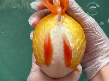 #dou上热门 @DOU+小助手 #养鱼人 #养鱼 #观赏鱼 #金鱼 平时在养鱼的过程中如果发现鱼的肚子特别大,需要区分腹水还是憋卵了,不妨按照这个方法试一试,找准方向,提高效率!