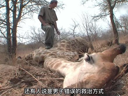 长颈鹿被偷猎者所伤,男子给其做心肺复苏,并抓捕偷猎者。#长颈鹿 #动物世界 #神奇动物在抖音
