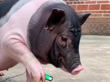 AI萌宠点鞭炮被盆盖头特效制作教程 豆包生成萌宠点鞭炮被盆盖头视频指令#ai点炮仗创意特效 ai点鞭炮特效制作入口 猫咪炮弹特效教程 ai放炮生成视频 #AI炮仗惊飞落顶盆 #豆包ai #豆包出大片有两把刷子 AI炮仗惊飞落顶盆 拍同款 AI炮仗惊飞落顶盆特效入口 #AI点鞭炮被盆盖头教程 AI炮仗惊飞落顶盆特效教程 AI点鞭炮被盆盖头拍同款 AI点鞭炮被盆盖头特效模板