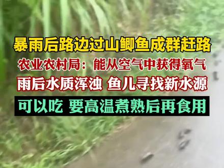 暴雨后路边过山鲫鱼成群赶路