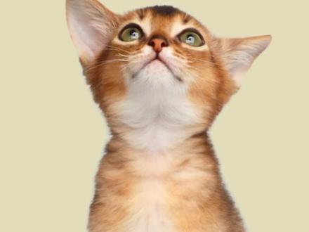 #猫语十级 自己嗨起来的时候耳朵也会朝后转
