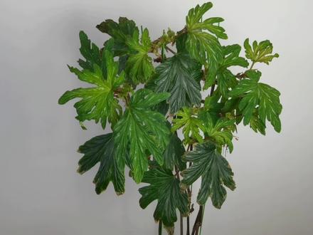 乌头叶秋海棠翻盆记录(上)
#种植的乐趣 #我的绿色生活 #花卉绿植 #秋海棠 #秋海棠
