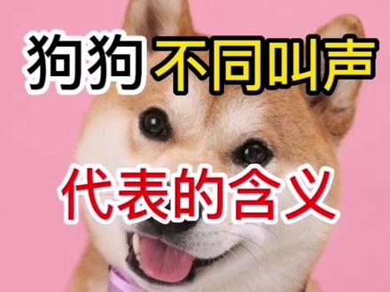 狗狗叫声的各种含义,快看看你家的小狗的叫声平时是啥意思。#金毛 #比熊 #柯基
