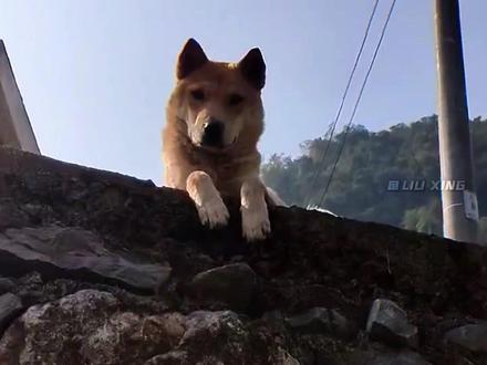 “曾经在这片土地上,就连狗狗都在抗日”