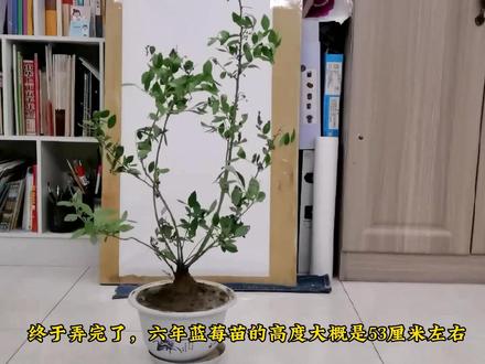 奥尼尔蓝莓苗,六年植株,盆地放入了松树皮和松针,期待开花结果 #阳台种植 #生命的力量 #蓝莓 #蓝莓苗 #奥尼尔蓝莓苗