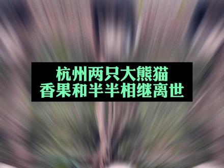 明明之前都还好好的..#大熊猫 #杭州动物园