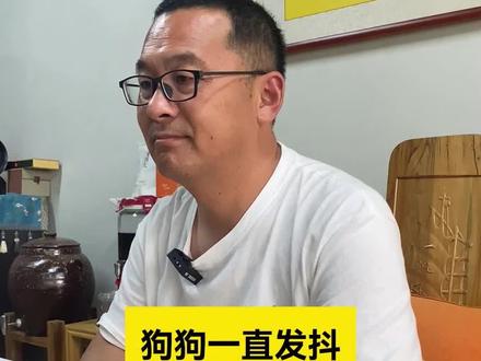 狗狗一直发抖是什么原因#狗狗 #狗狗发抖 #宠物知识