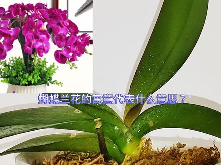蝴蝶兰花寓意代表什么意思? #蝴蝶兰 #养花