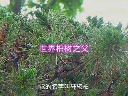 中国最古老的树,是黄帝亲手种植的,被英国人尊为世界柏树之父 #植物科普